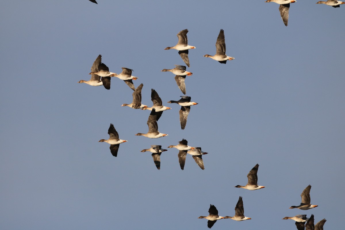 Antzara muturzuria - ML523923111