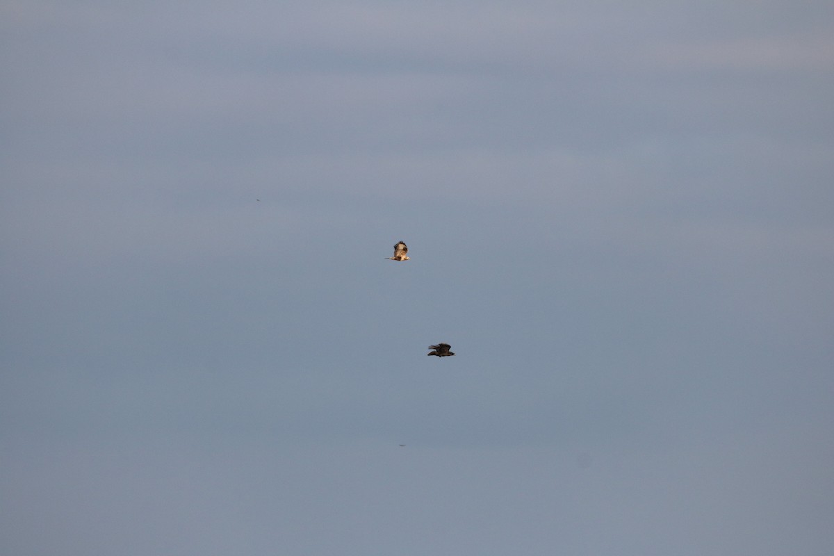 Zapelatz galtzaduna - ML523923211