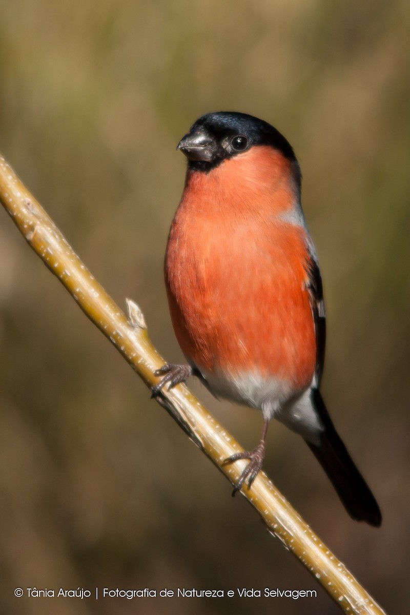 Eurasian Bullfinch - ML52392401