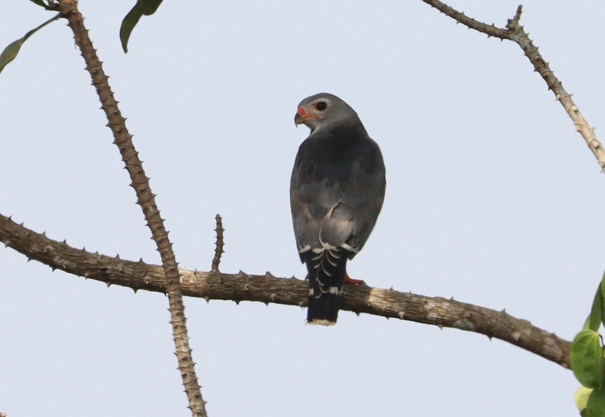 Lizard Buzzard - ML523924251