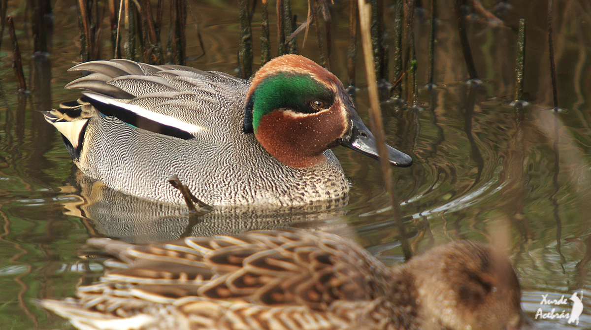 Green-winged Teal - ML523925211