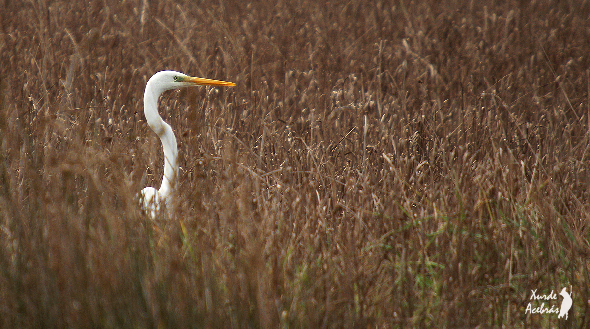 Great Egret - ML523925251