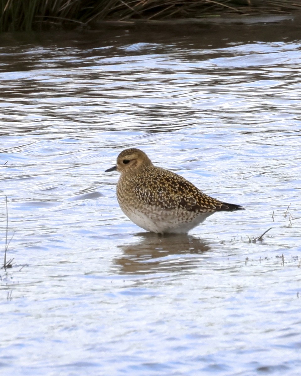 Chorlito Dorado Europeo - ML523925771