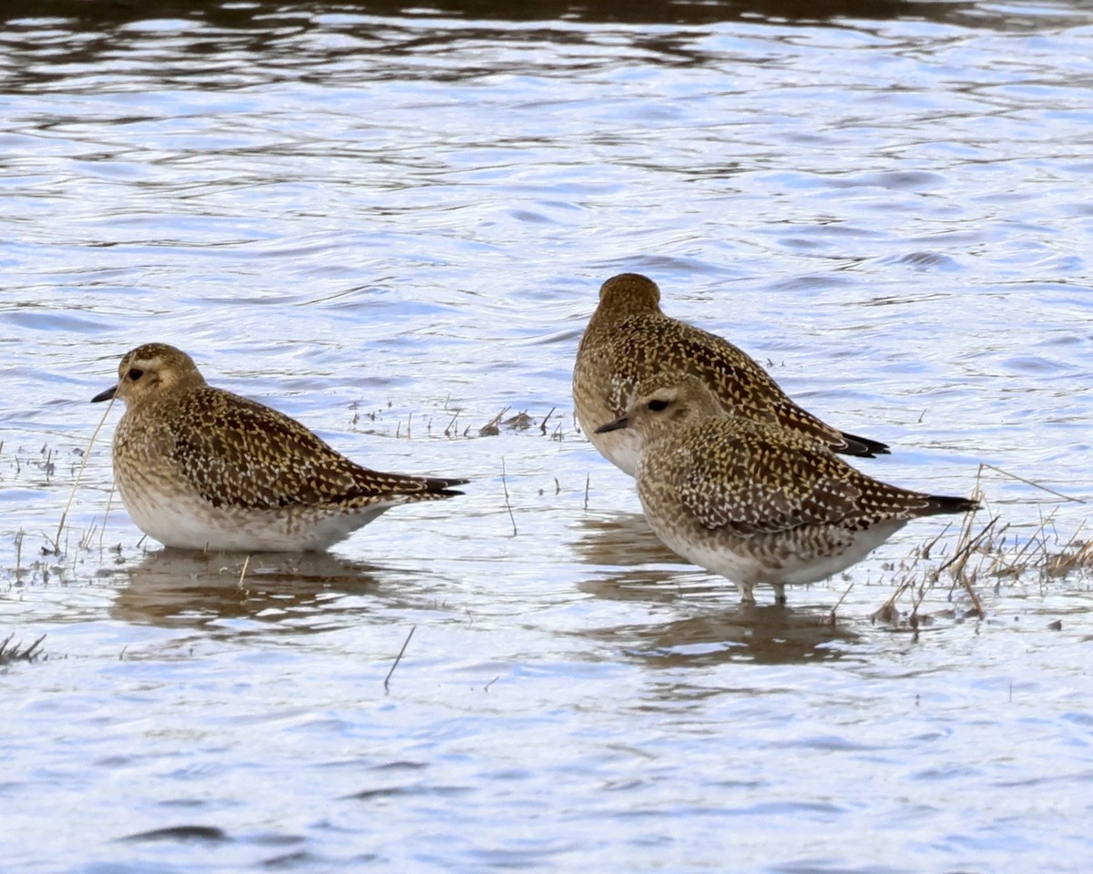 Chorlito Dorado Europeo - ML523925781