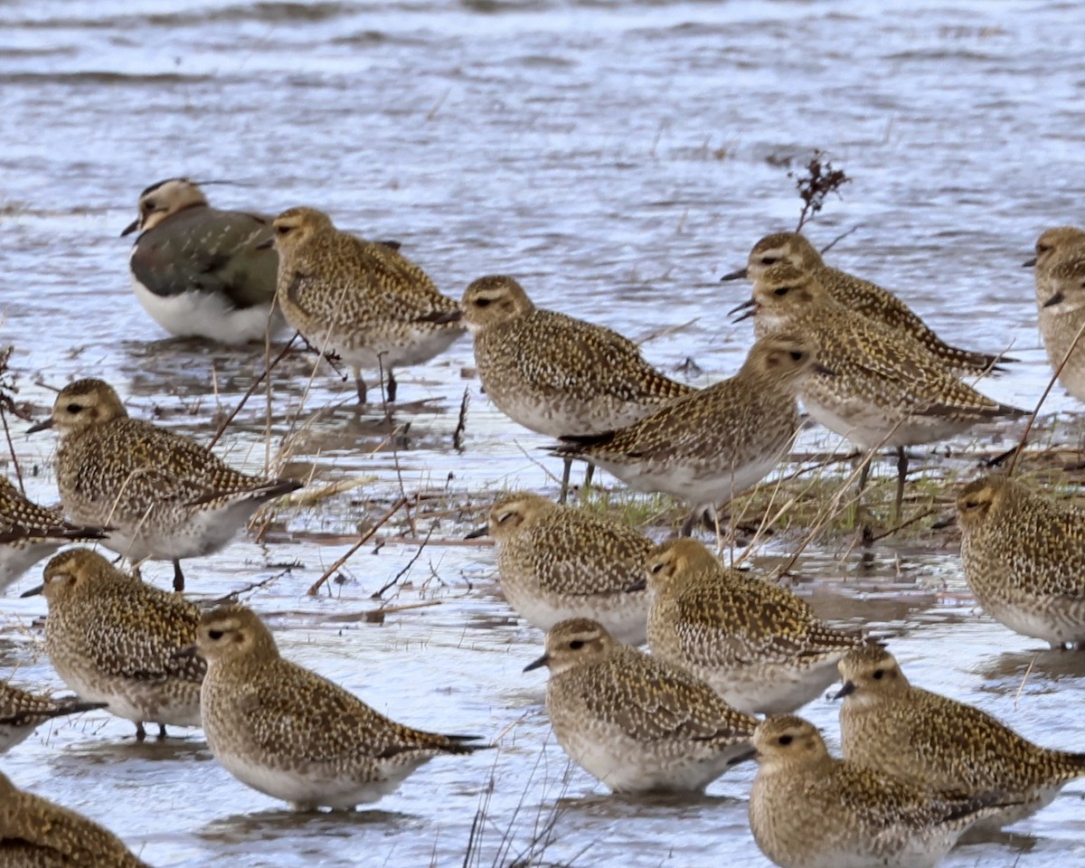 European Golden-Plover - ML523925801