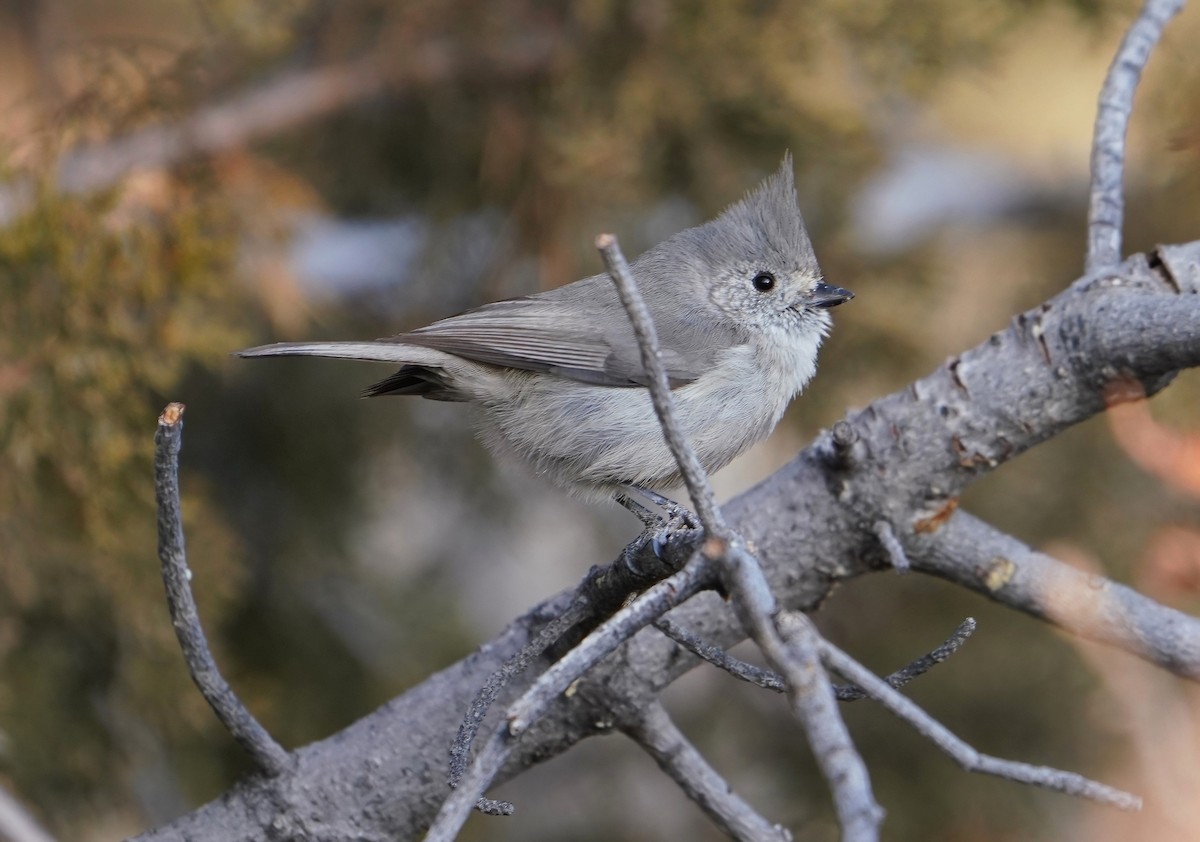 Juniper Titmouse - ML523926211