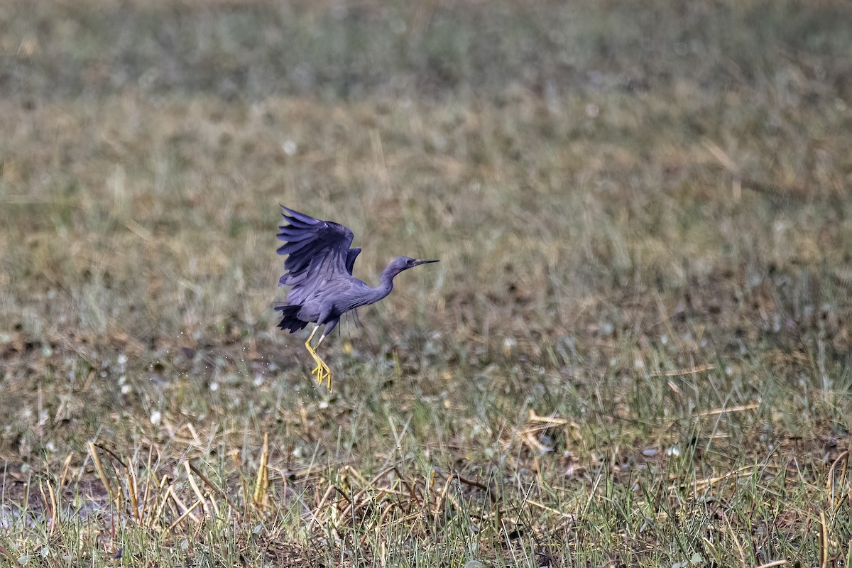 Slaty Egret - ML523926651