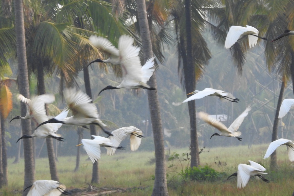 Black-headed Ibis - ML523926921