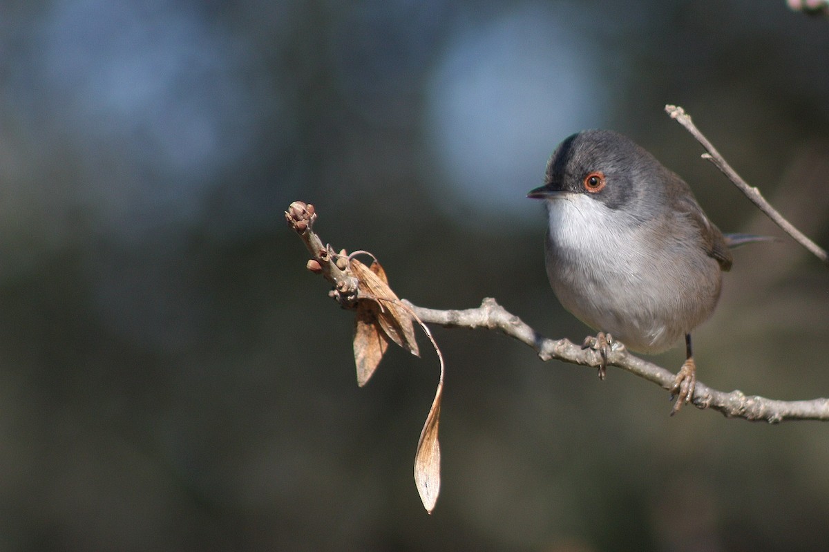 Sardinian Warbler - ML52392701