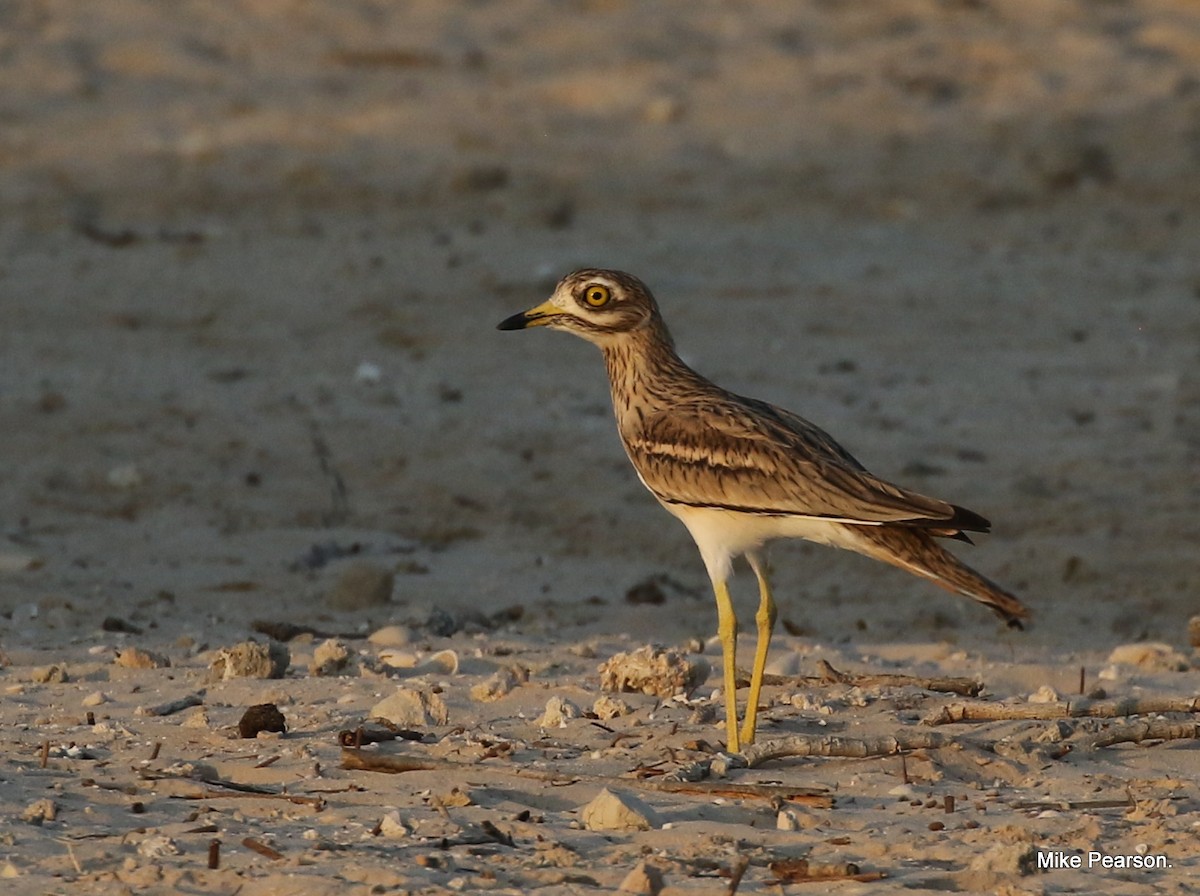 Eurasian Thick-knee - Mike Pearson