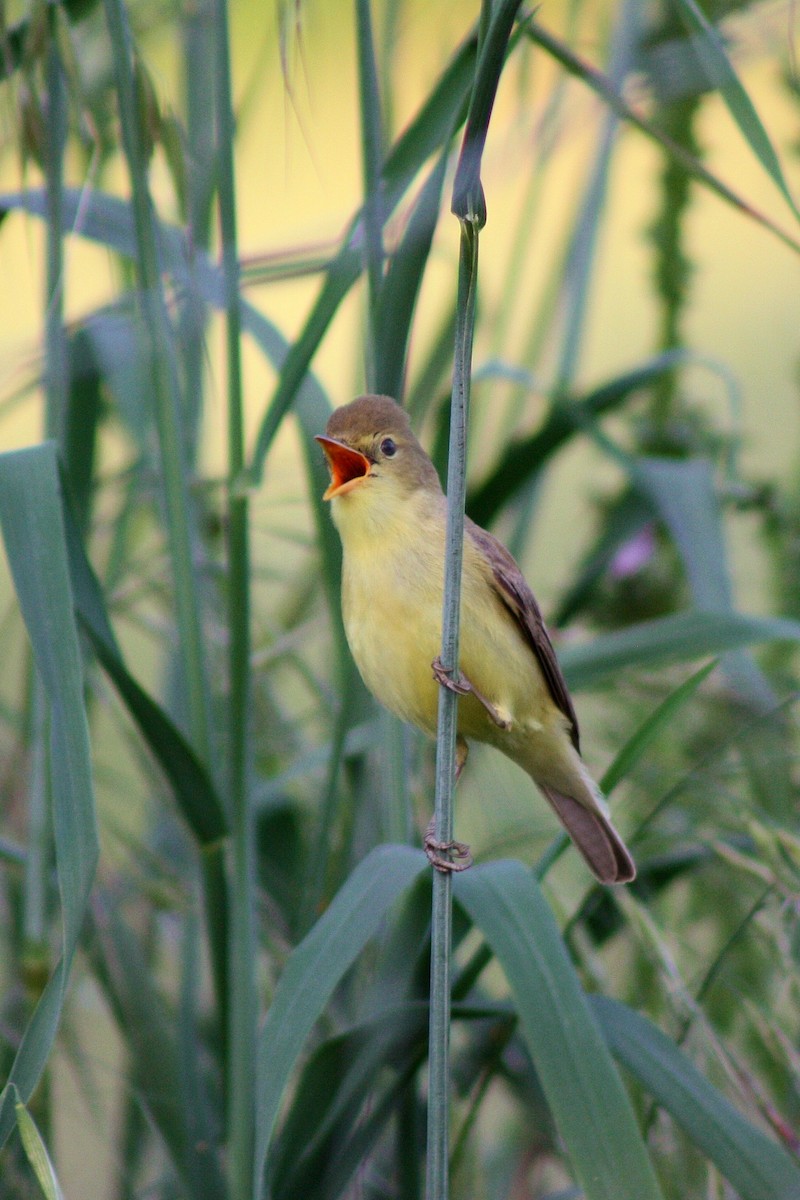 Melodious Warbler - ML52392731