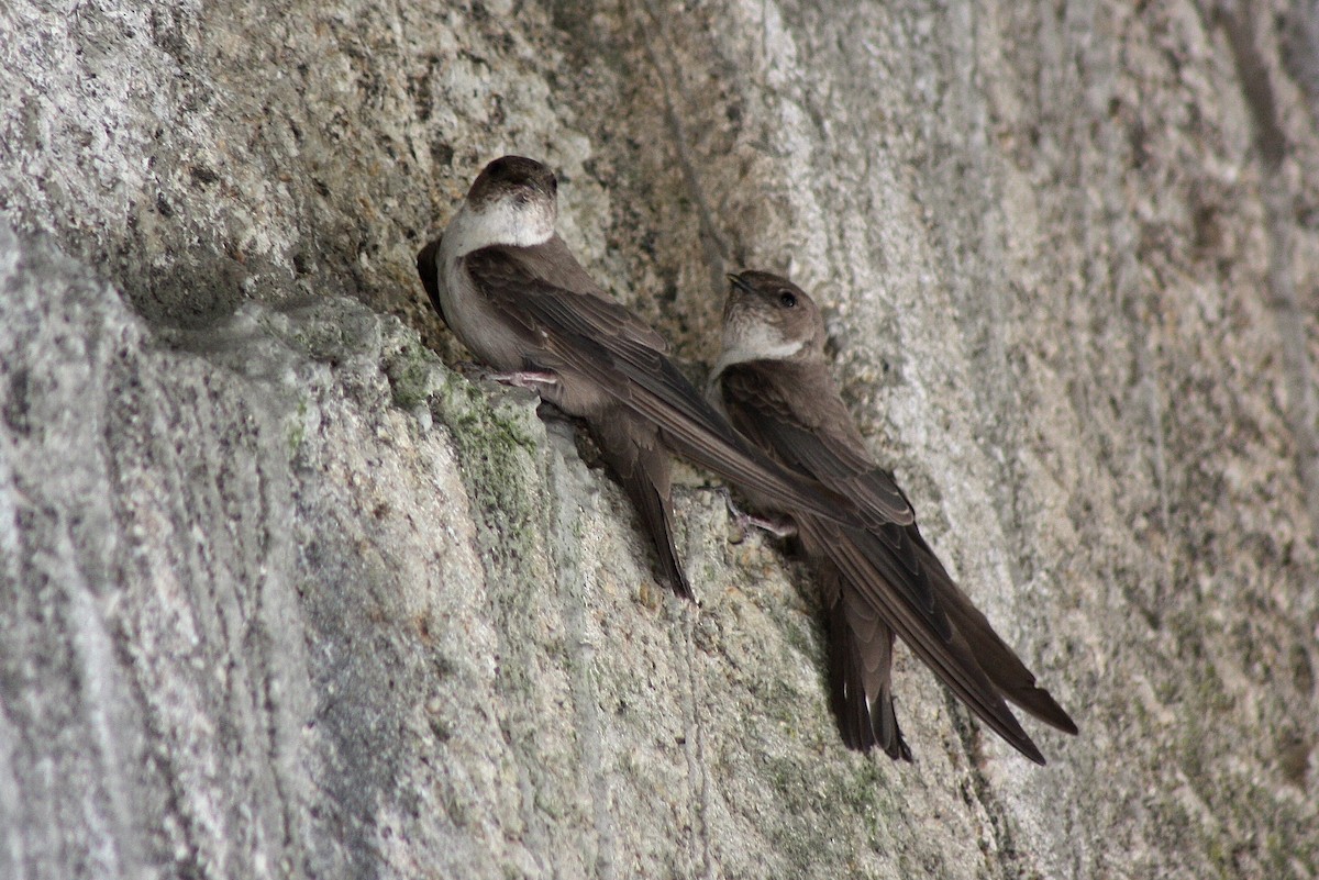 Eurasian Crag-Martin - ML52392921