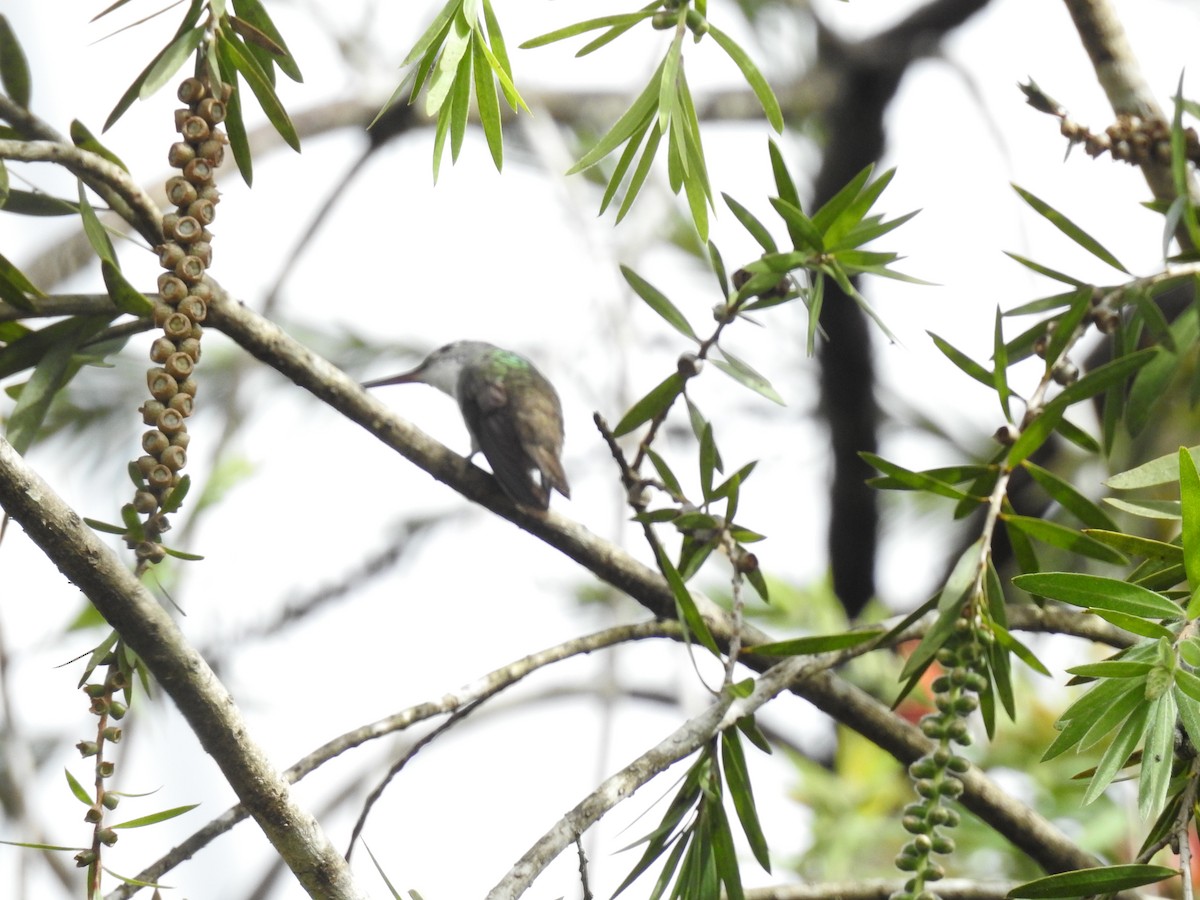 Azure-crowned Hummingbird (Azure-crowned) - ML523929581