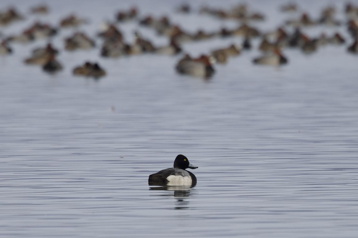 Lesser Scaup - ML523929701