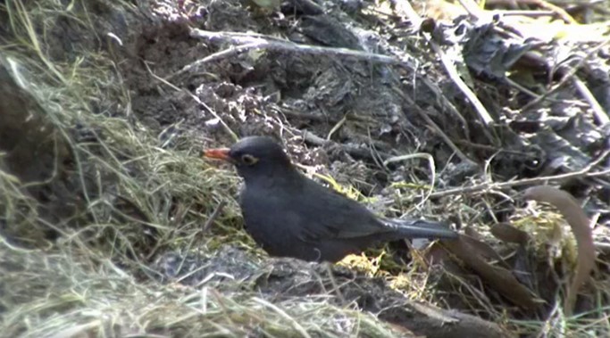 Indian Blackbird (Indian) - Josep del Hoyo