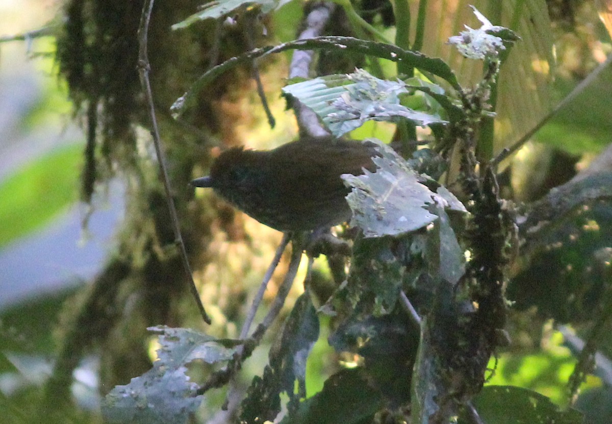 White-streaked Antvireo - Emma Rosen