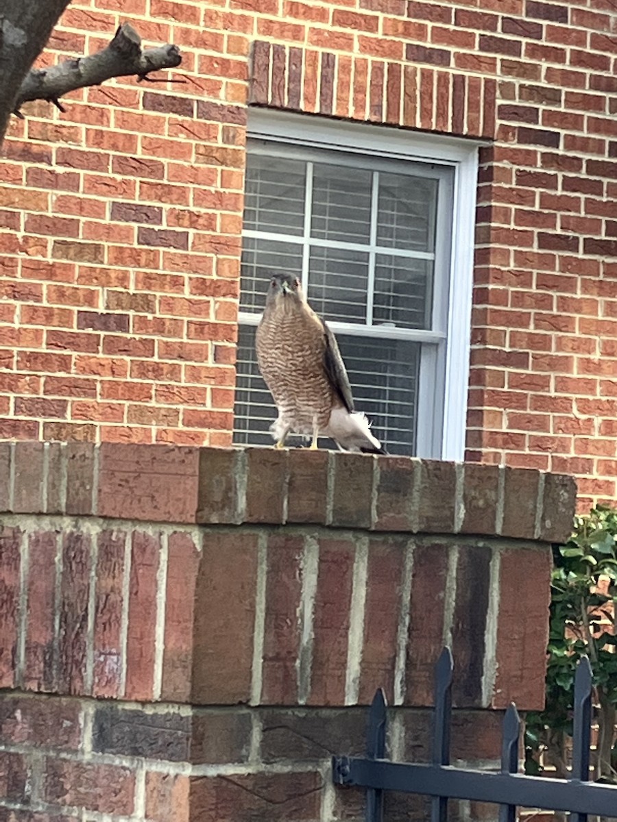 Cooper's Hawk - ML523933401