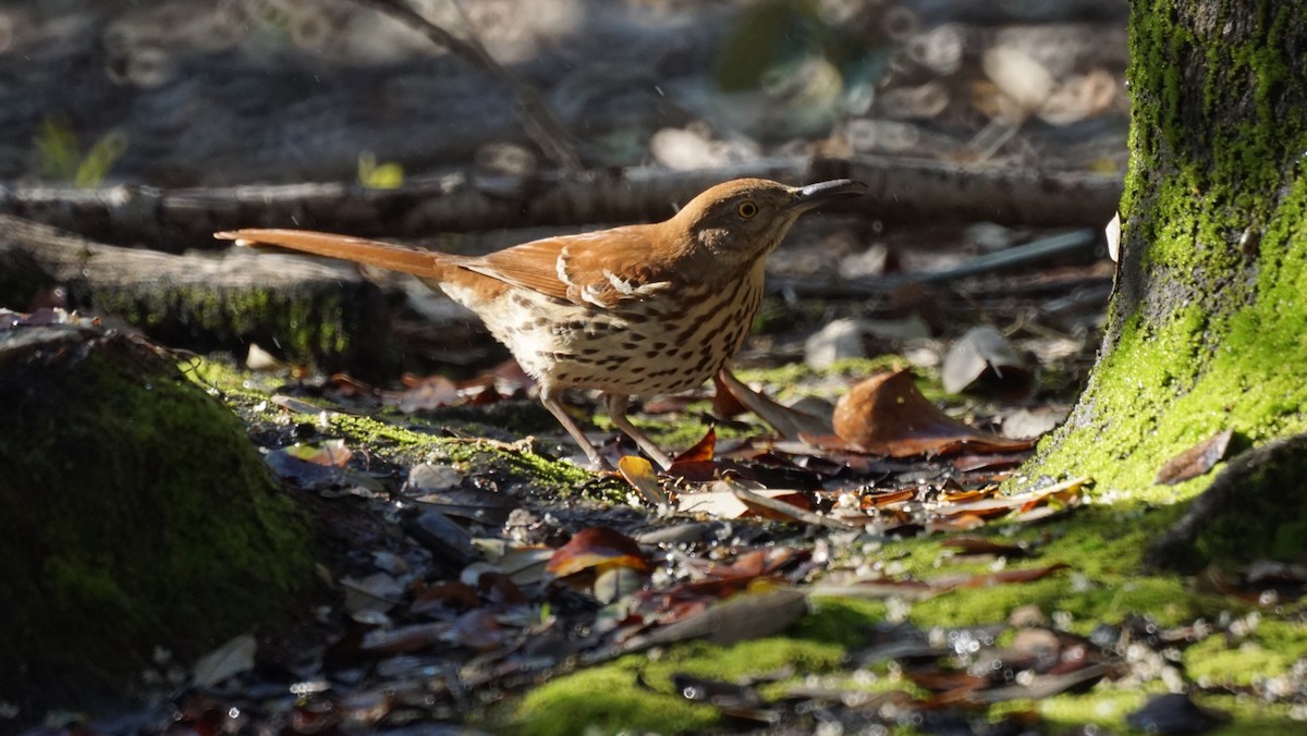 Рыжий пересмешник - ML523934061