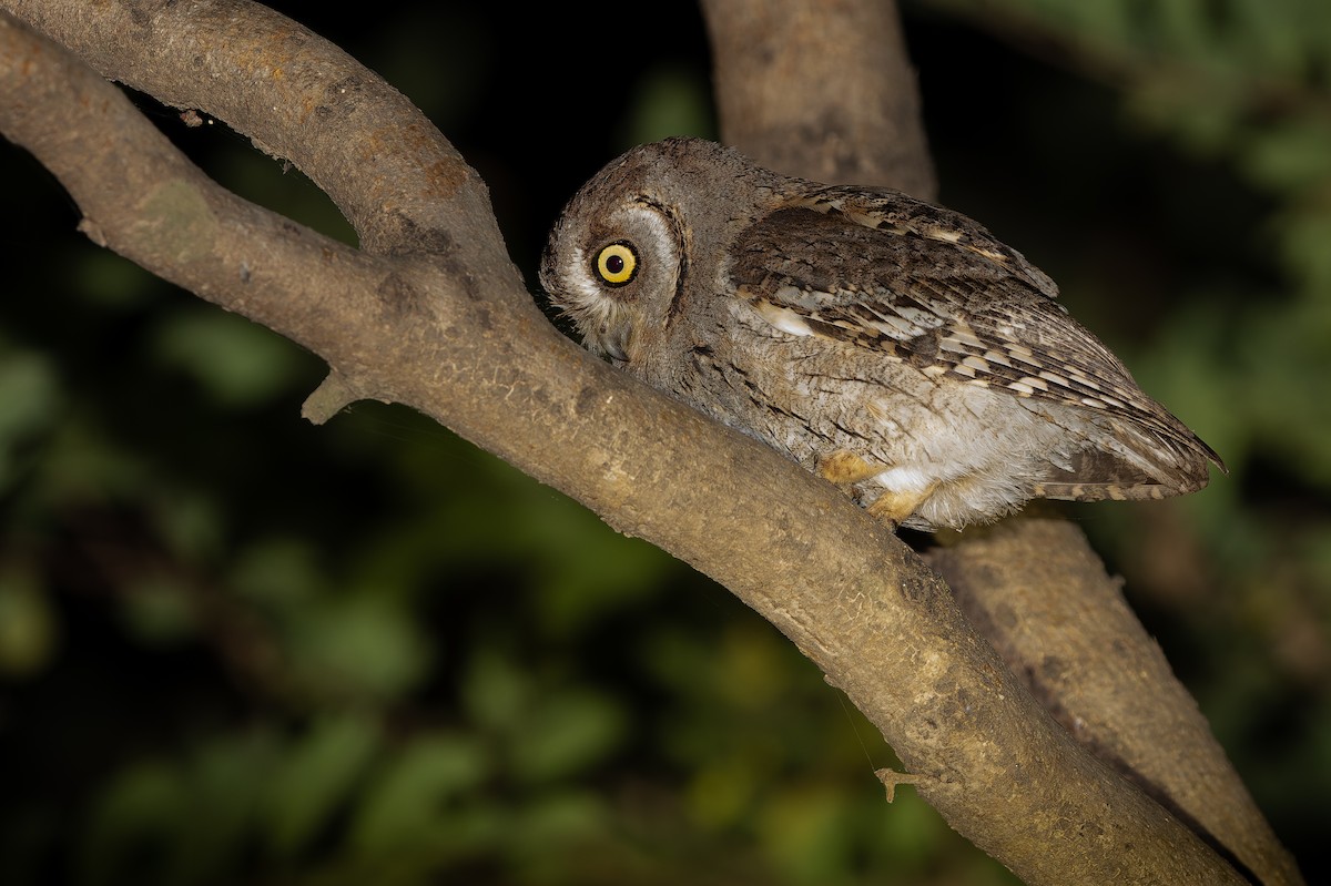 Arabian Scops-Owl - Joachim Bertrands