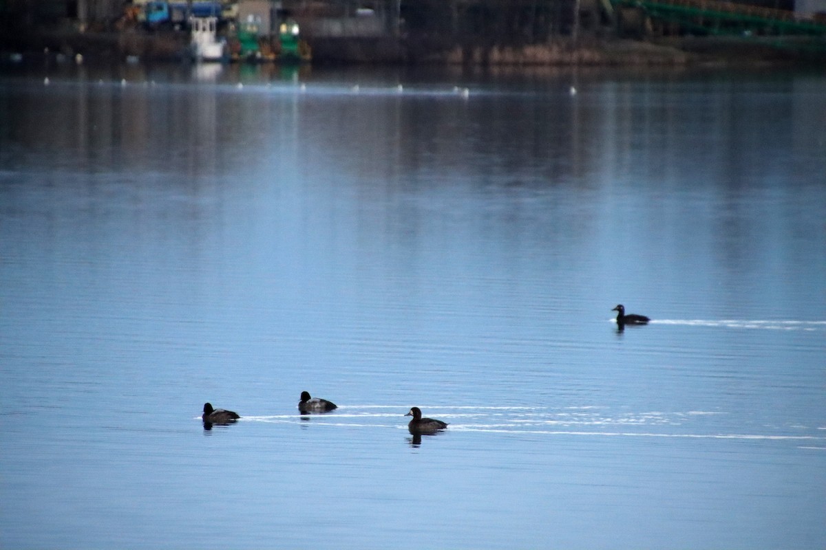 Greater Scaup - ML523934911