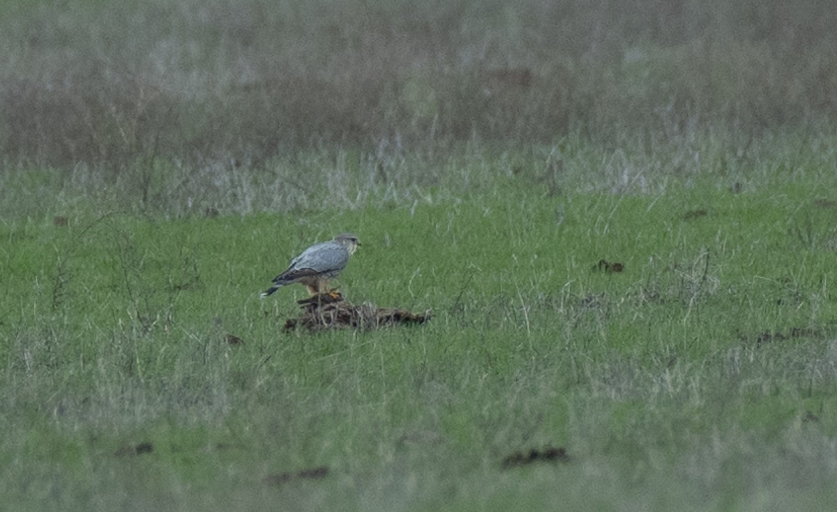 Merlin (Prairie) - Srini Raman