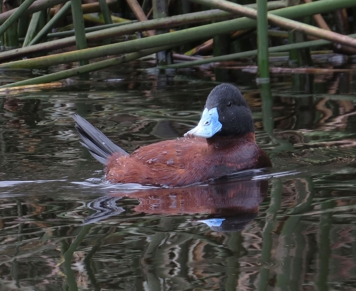 Andean Duck - ML523935361