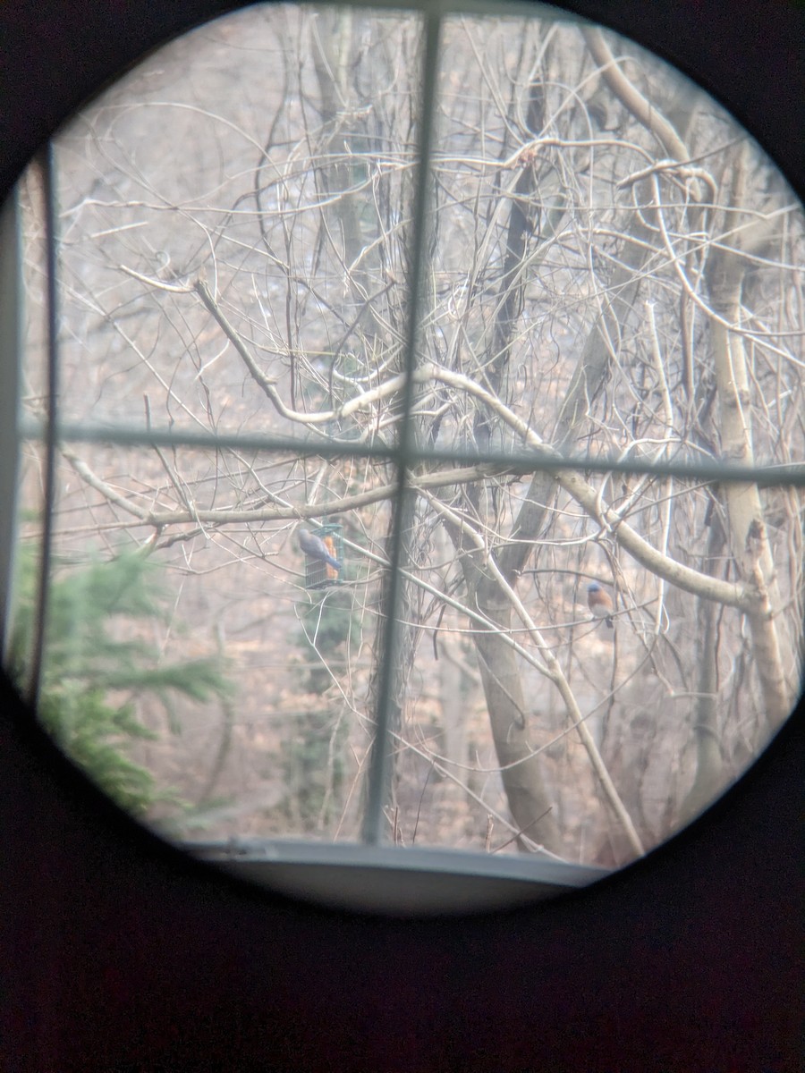 Eastern Bluebird - ML523936131