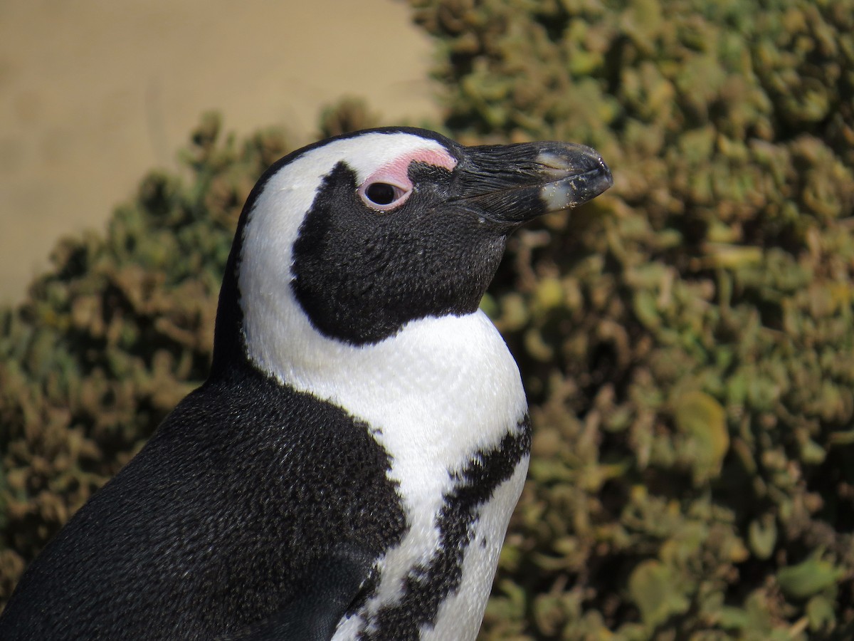 Pingüino de El Cabo - ML523937371