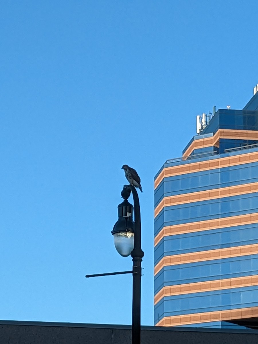 Red-tailed Hawk - ML523937691