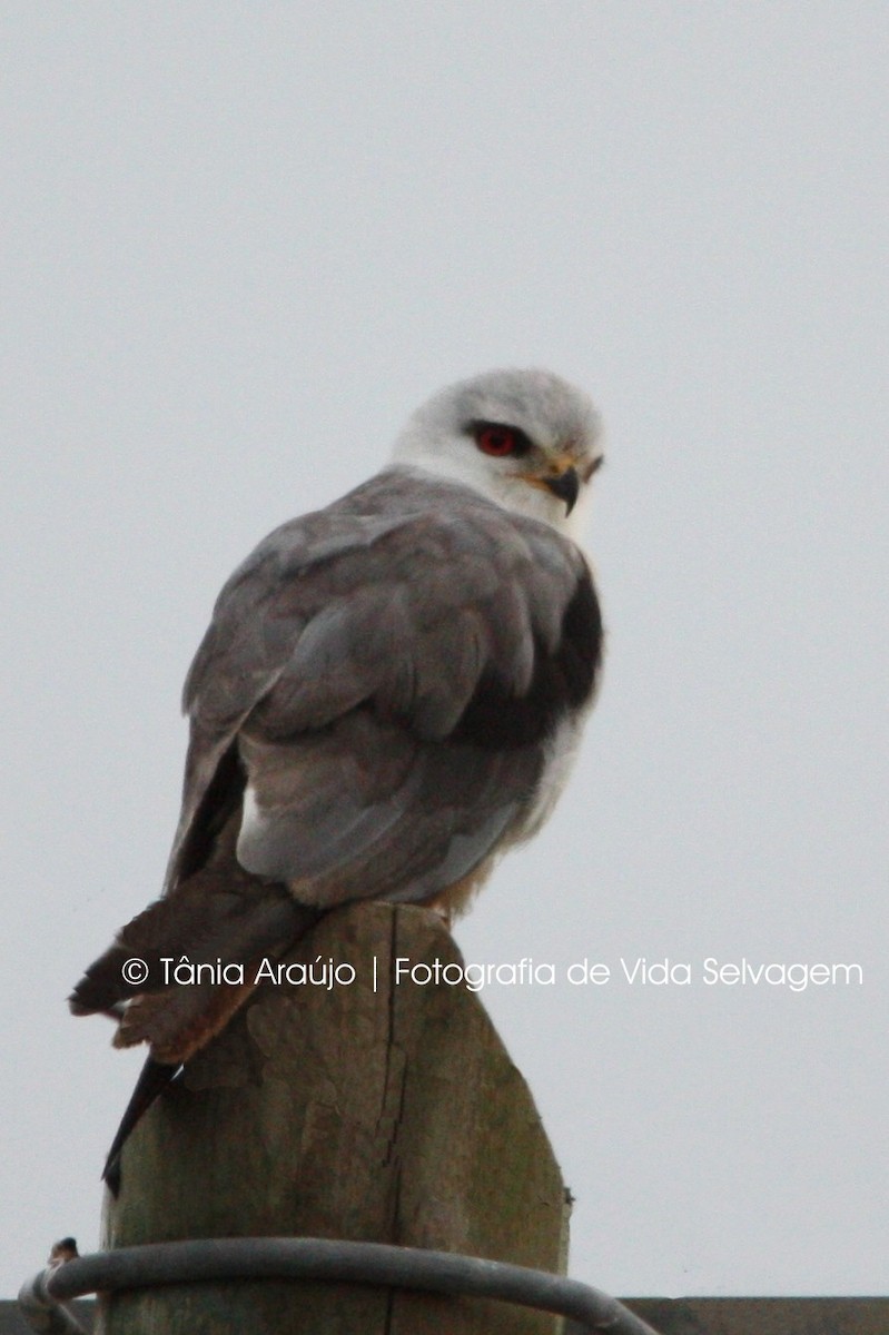 Black-winged Kite - ML52393871