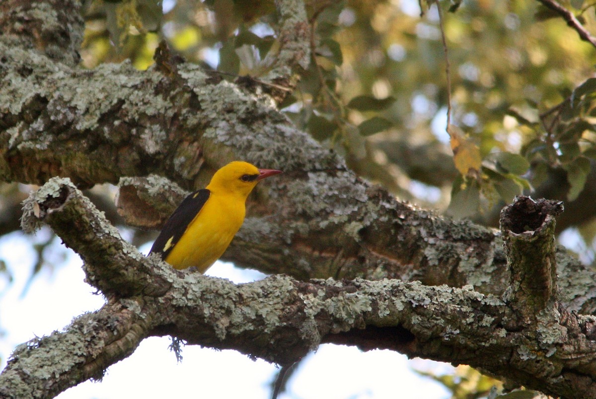 Eurasian Golden Oriole - ML52393891