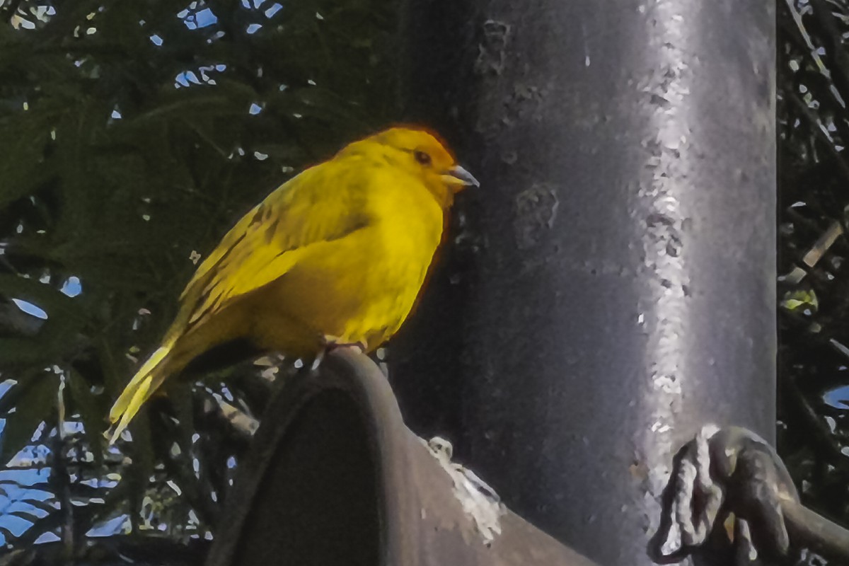 Saffron Finch - ML523939091