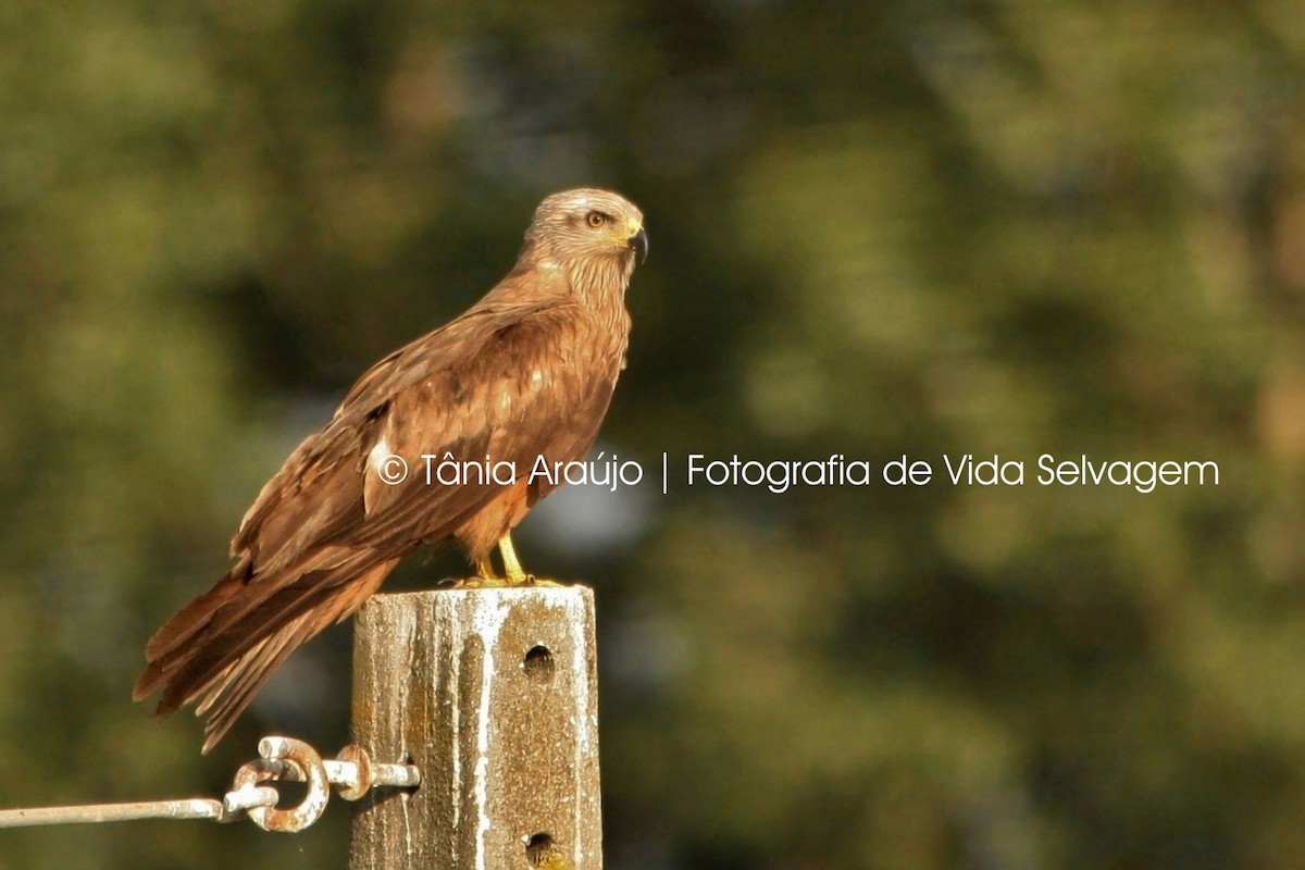 Black Kite - ML52393921