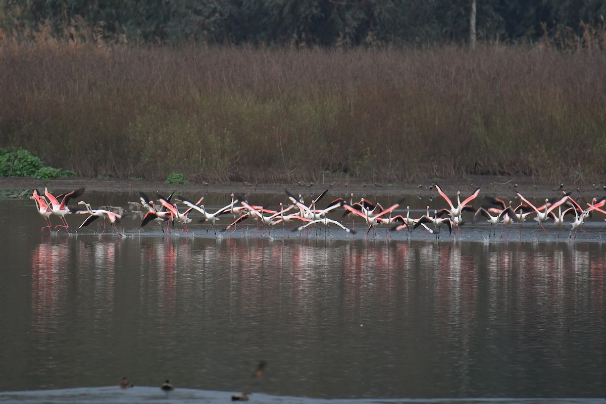 Greater Flamingo - Yonatan Gordon