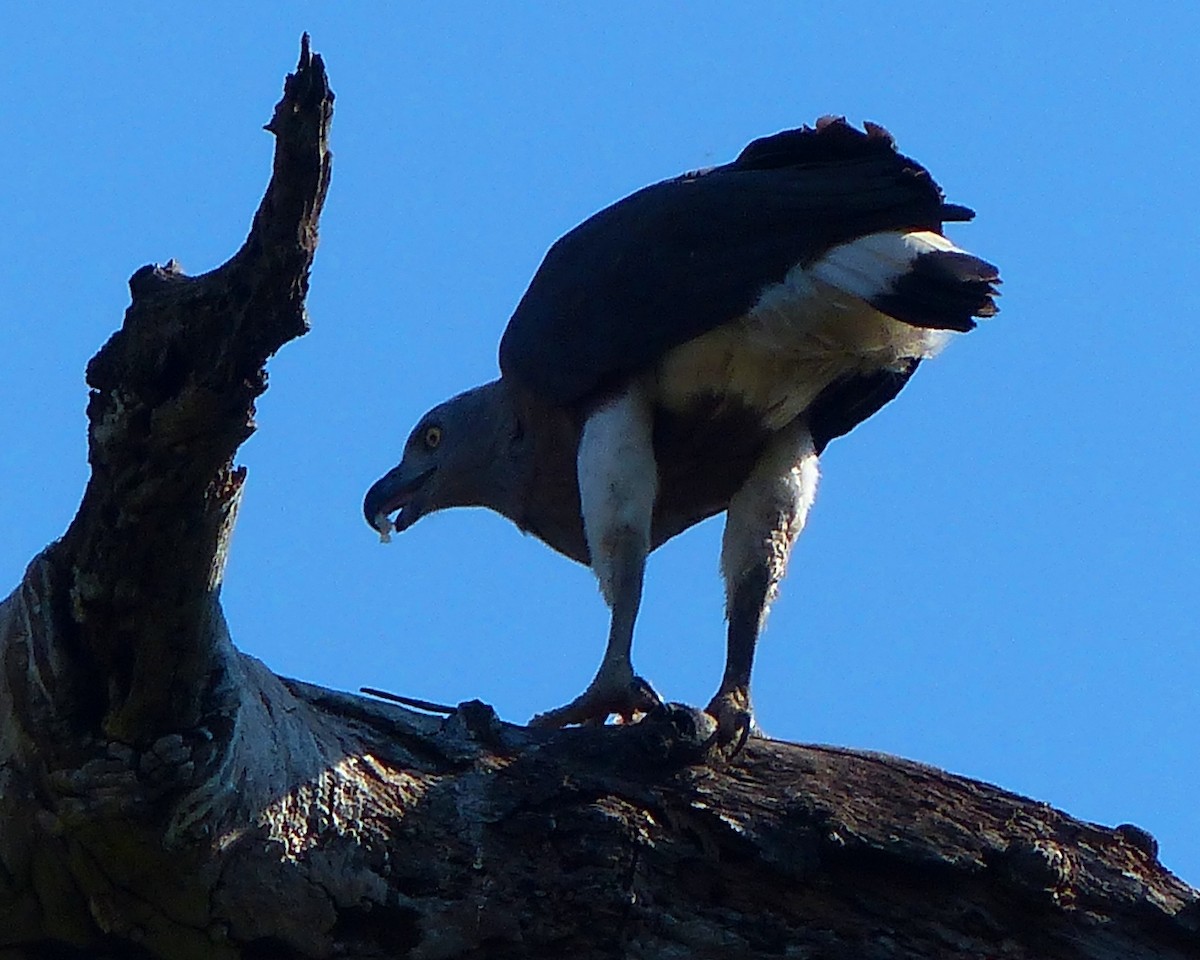 Gray-headed Fish-Eagle - forest venkat