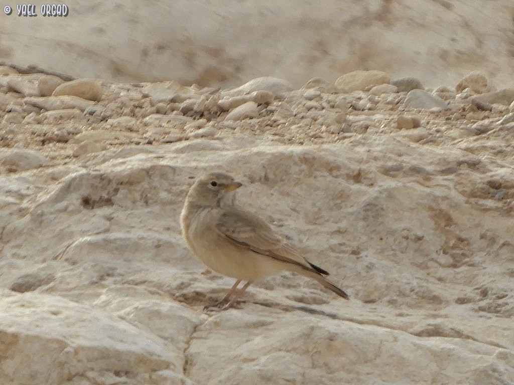 Desert Lark - ML523940191