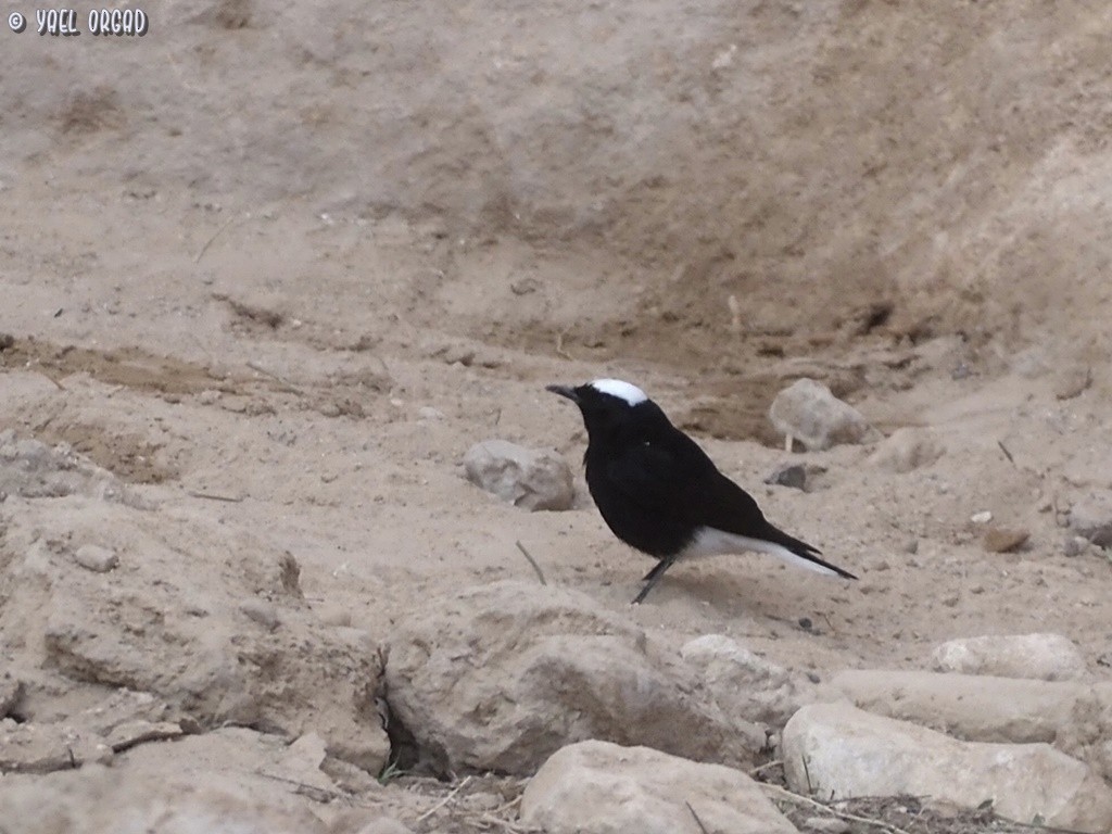 White-crowned Wheatear - ML523940671