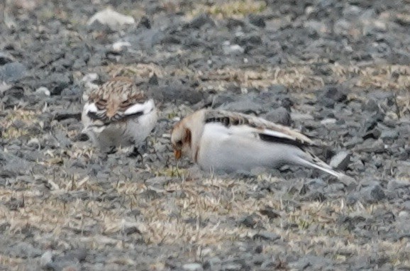 Snow Bunting - ML523941231