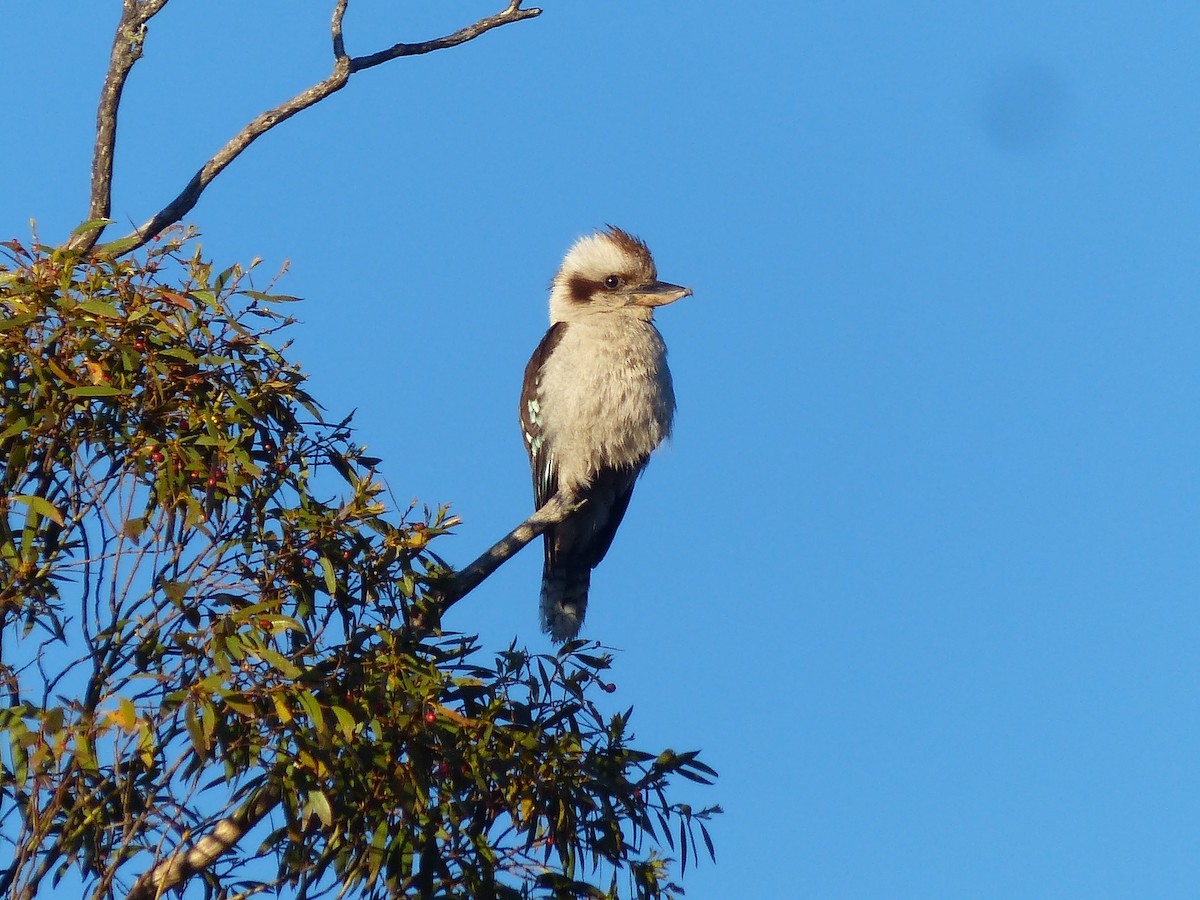 Laughing Kookaburra - ML523941551