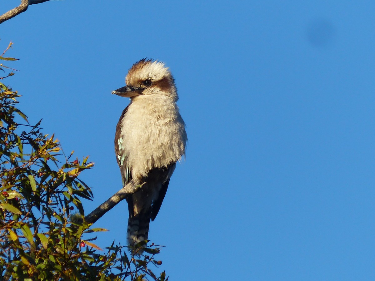 Laughing Kookaburra - ML523941561