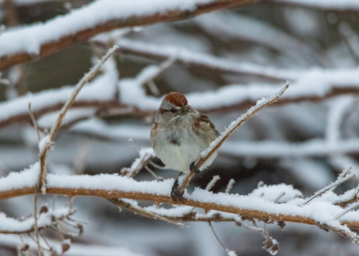 American Tree Sparrow - ML523941571