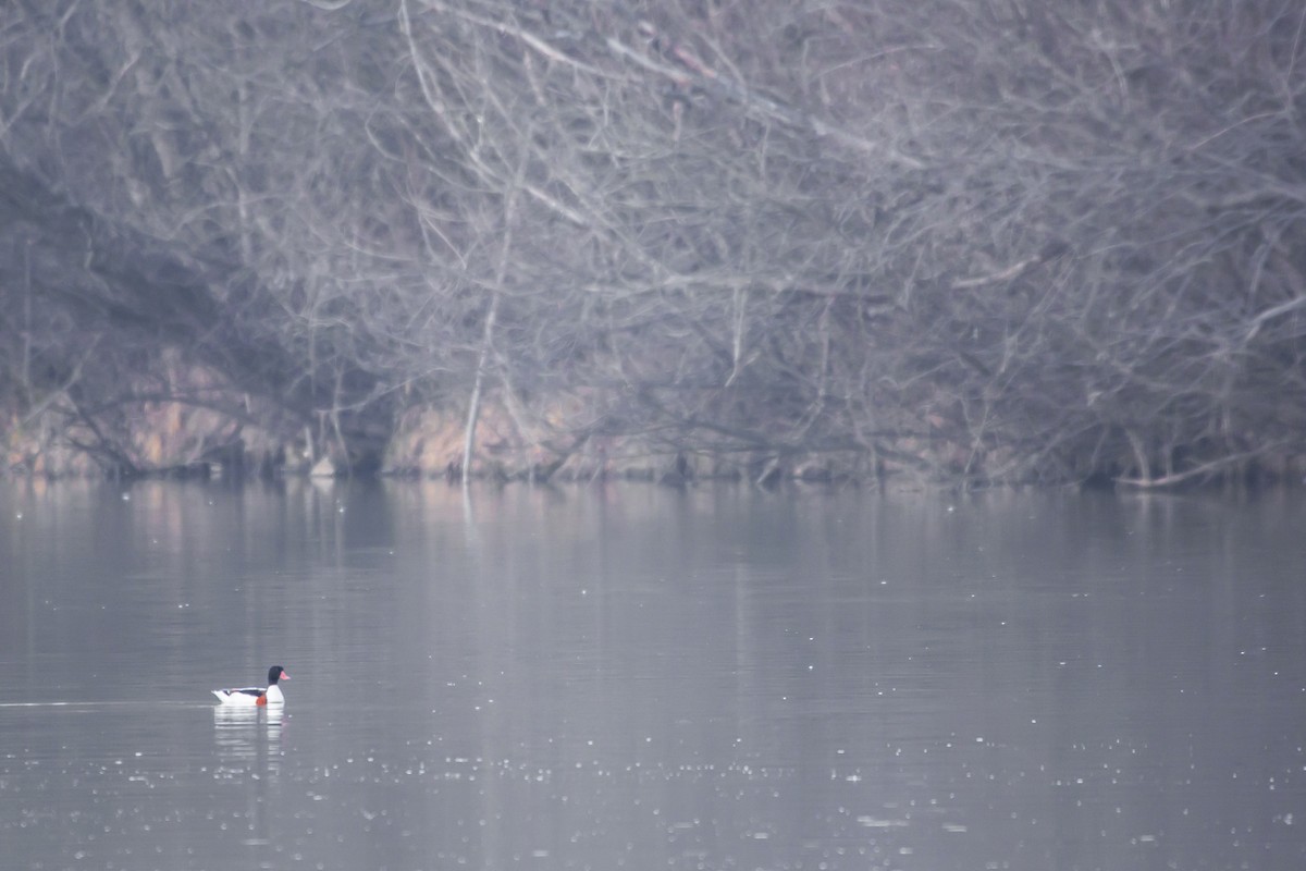 Common Shelduck - ML523941701