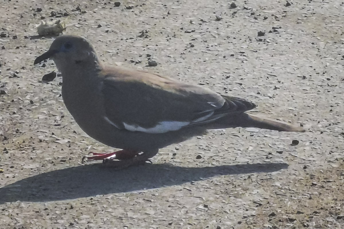 West Peruvian Dove - ML523941791