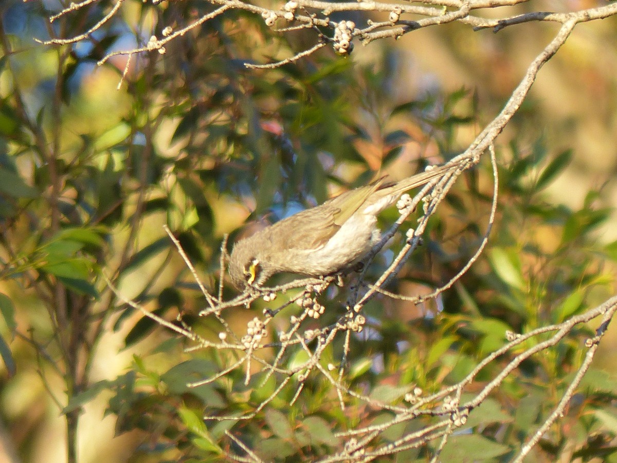 Yellow-faced Honeyeater - ML523941801