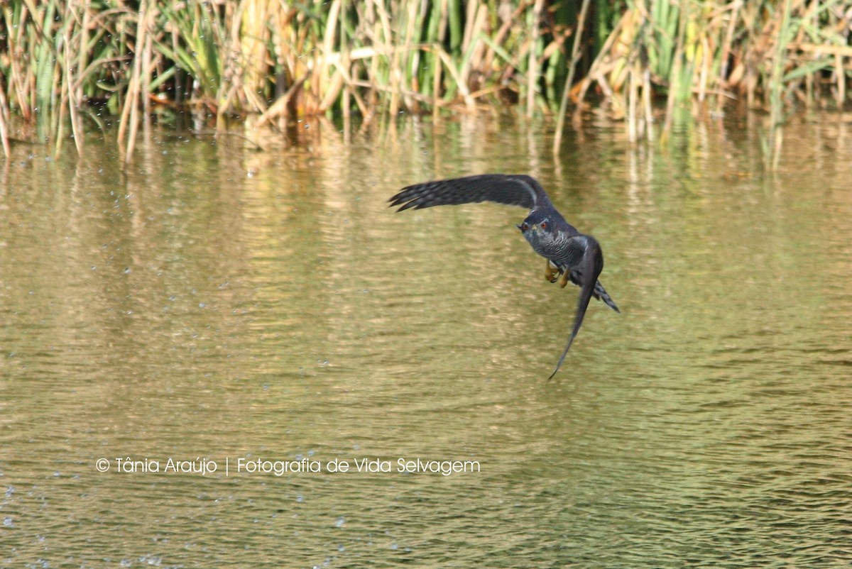 Eurasian Goshawk - ML52394181
