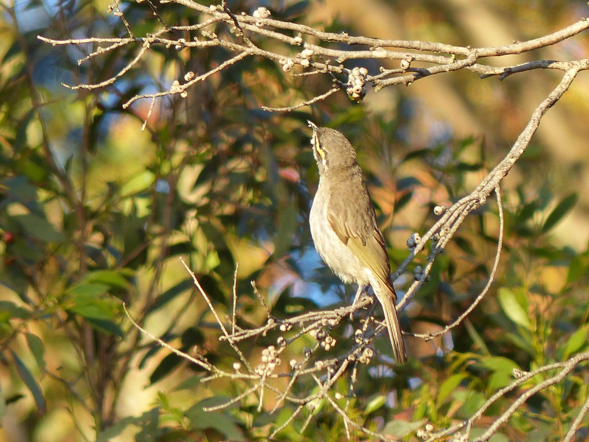 Yellow-faced Honeyeater - ML523941811
