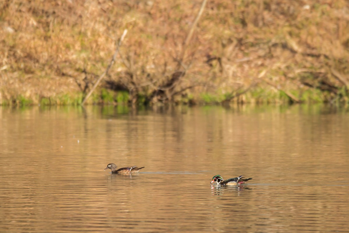 Wood Duck - ML523941861