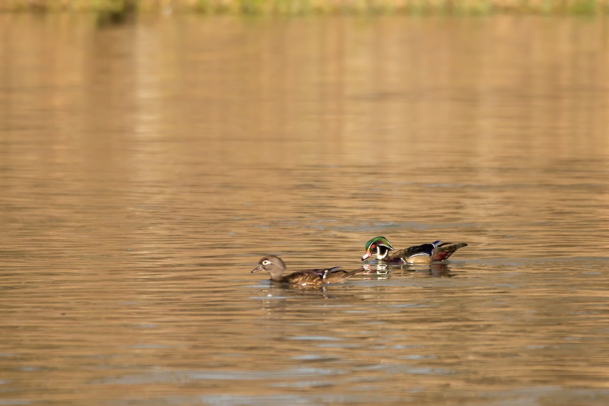 Wood Duck - ML523941941