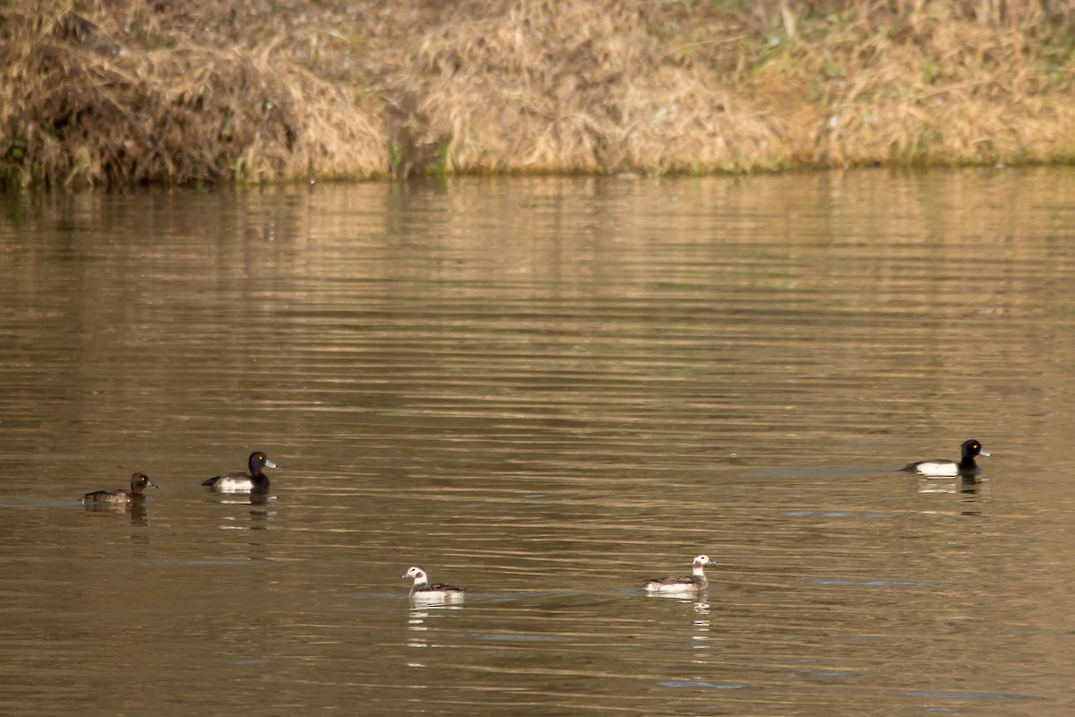 Long-tailed Duck - ML523942011