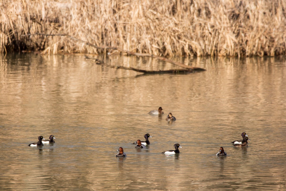 Common Pochard - ML523942481